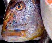 En los restaurantes de Menorca: pescado, marisco y langostas frescas. Gastronoma marinera.